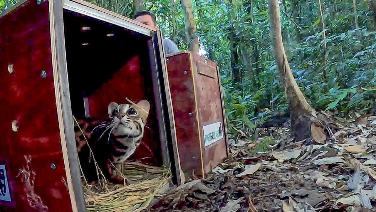 Releasing Rescued Animals Back Into The Wild | BBC Earth