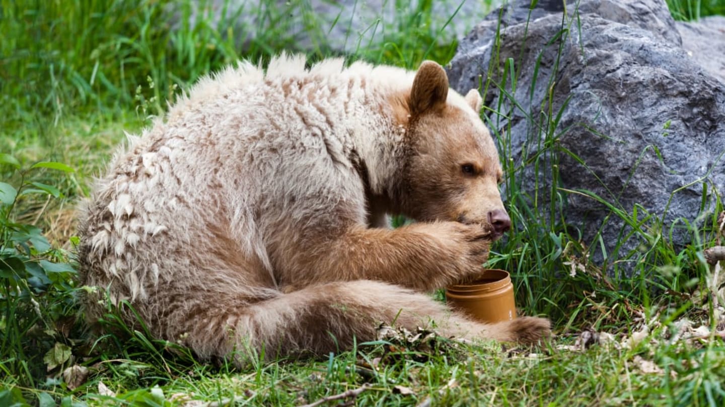 Do Bears Really Love Honey?