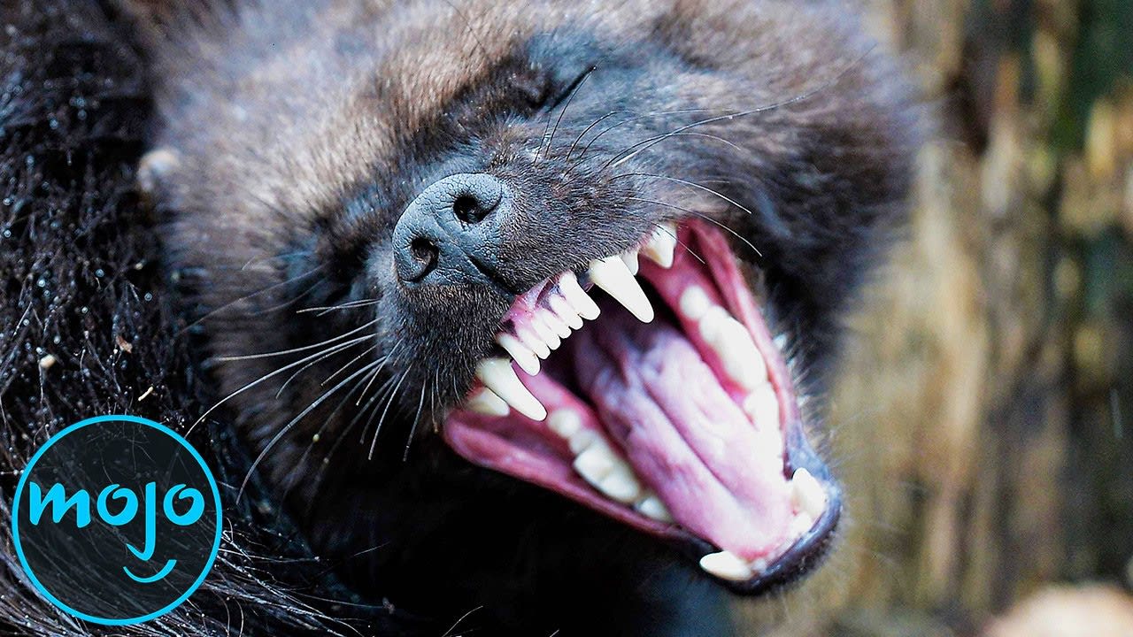 Top 10 Most Aggressive Animals in the World