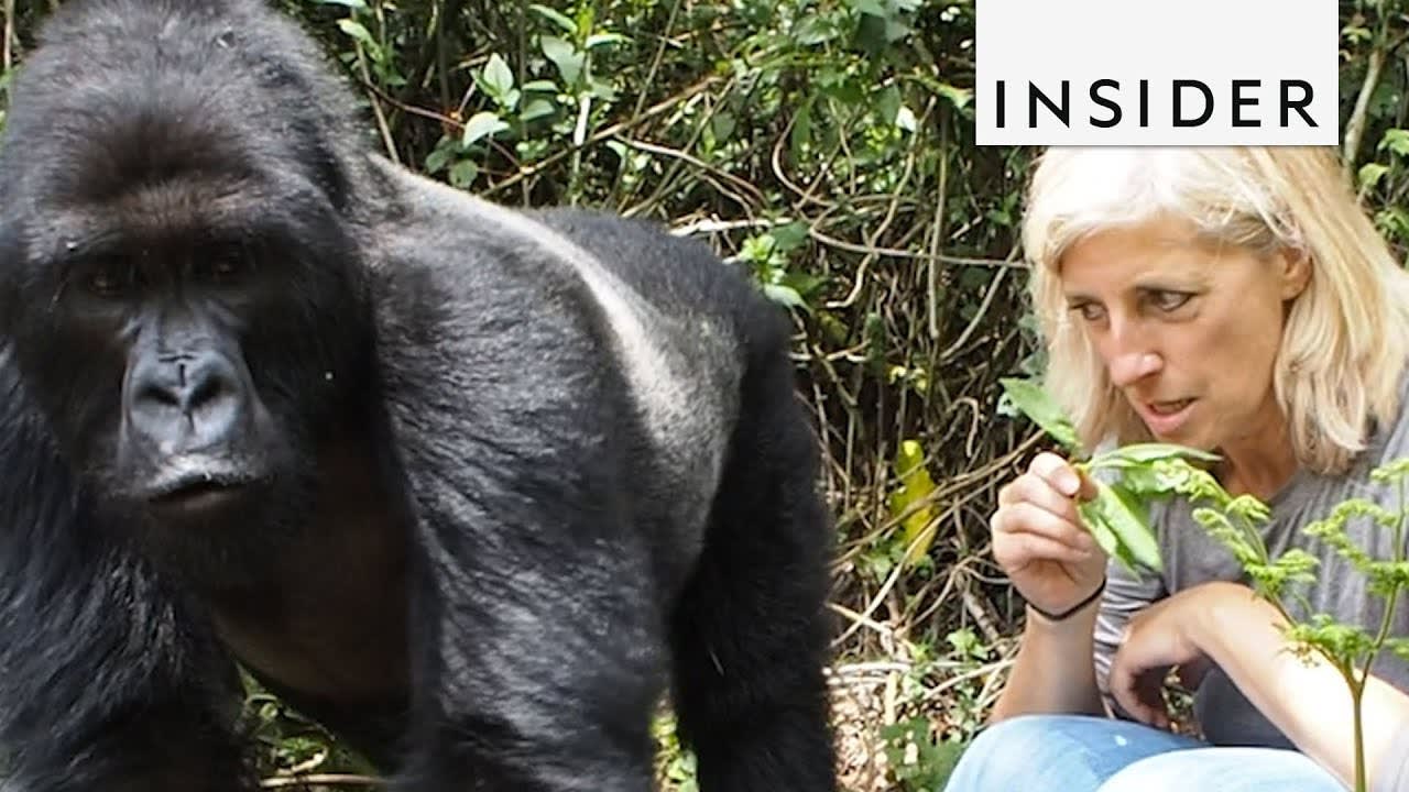 Go Gorilla Trekking In Rwanda