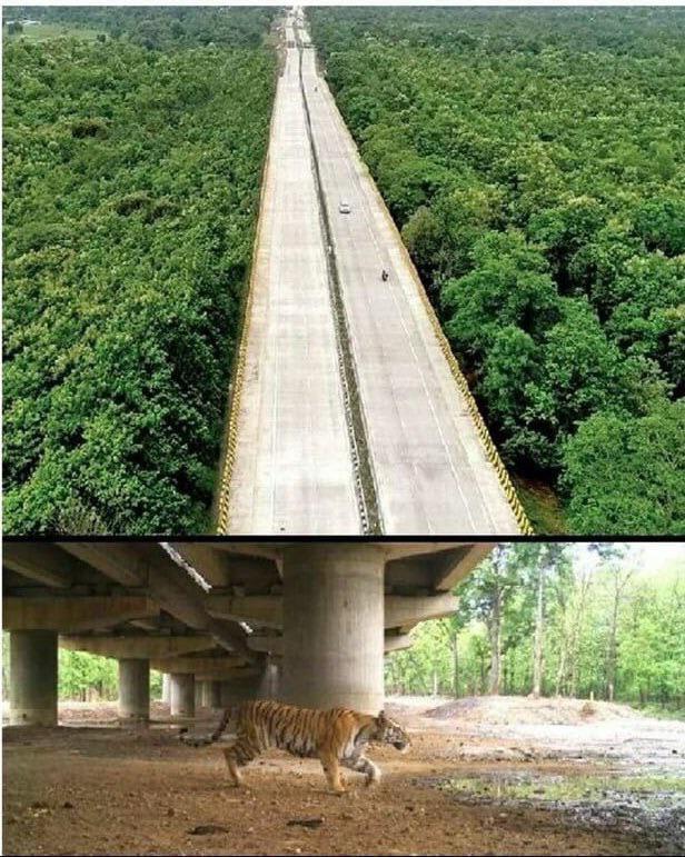 Pench tiger reserve, INDIA. A 16 km long elevated highway solely dedicated to wildlife movement underneath