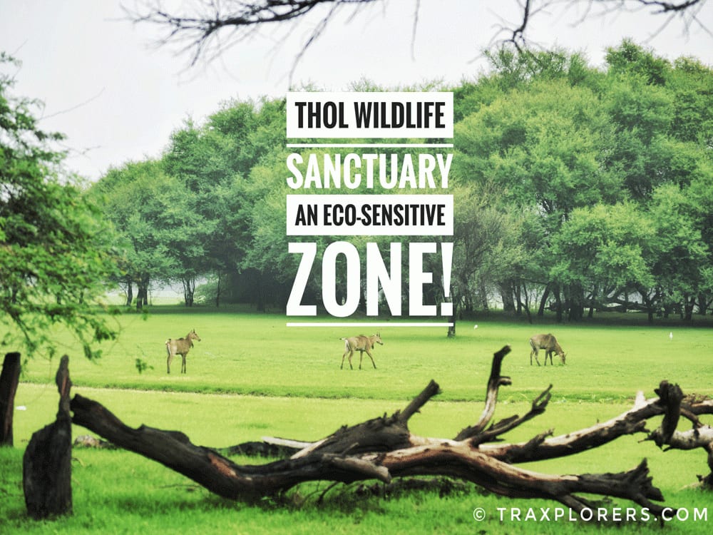 Thol Wildlife Sanctuary: An Eco-sensitive zone