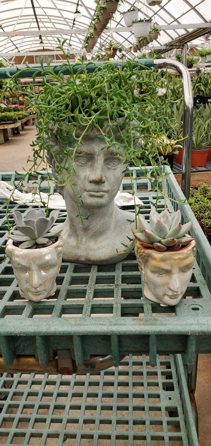 Vaporwave, but make it plants (the plant in the big David head is a string of dolphins)