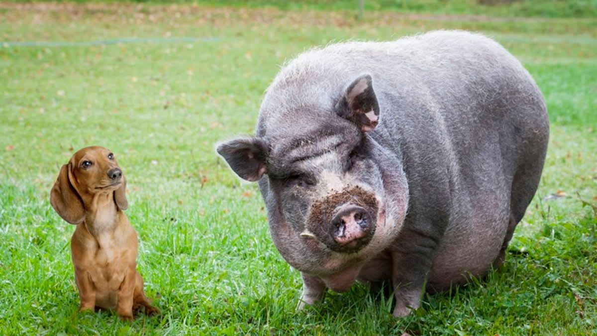 OMG Too Cute: This Weiner Dog And Potbelly Pig That Became BFFs After Eating Their Dead Owner Is Everything