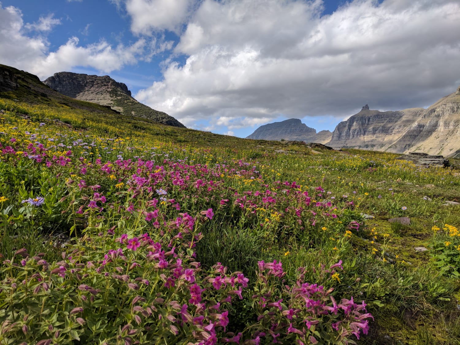 Wildflowers in Glacier National Park. Logan Pass, Glacier National Park, Montana, USA.