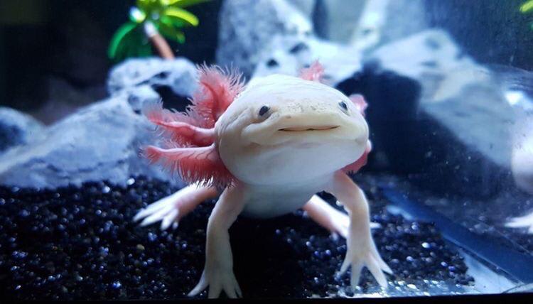 The feathery fringe of axolotls serve as external gills. More impressively, however, axolotls are capable of regenerating limbs, jaws, spinal cord, and skin without evidence of scarring. They can also receive transplanted organs without its immune system rejecting them.