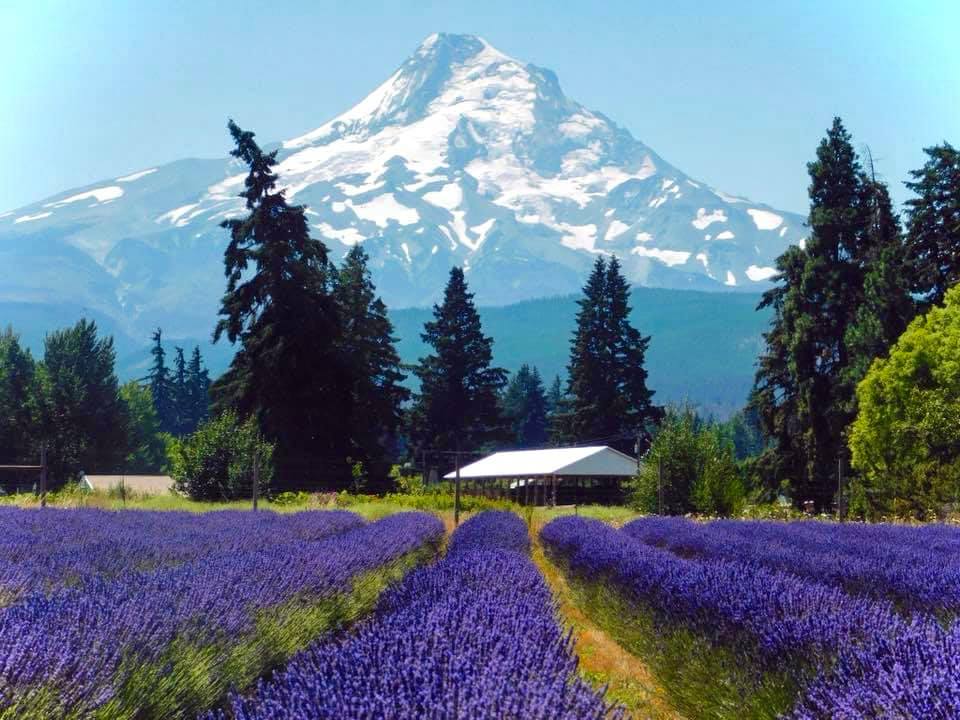 Lavender Valley, Oregon.