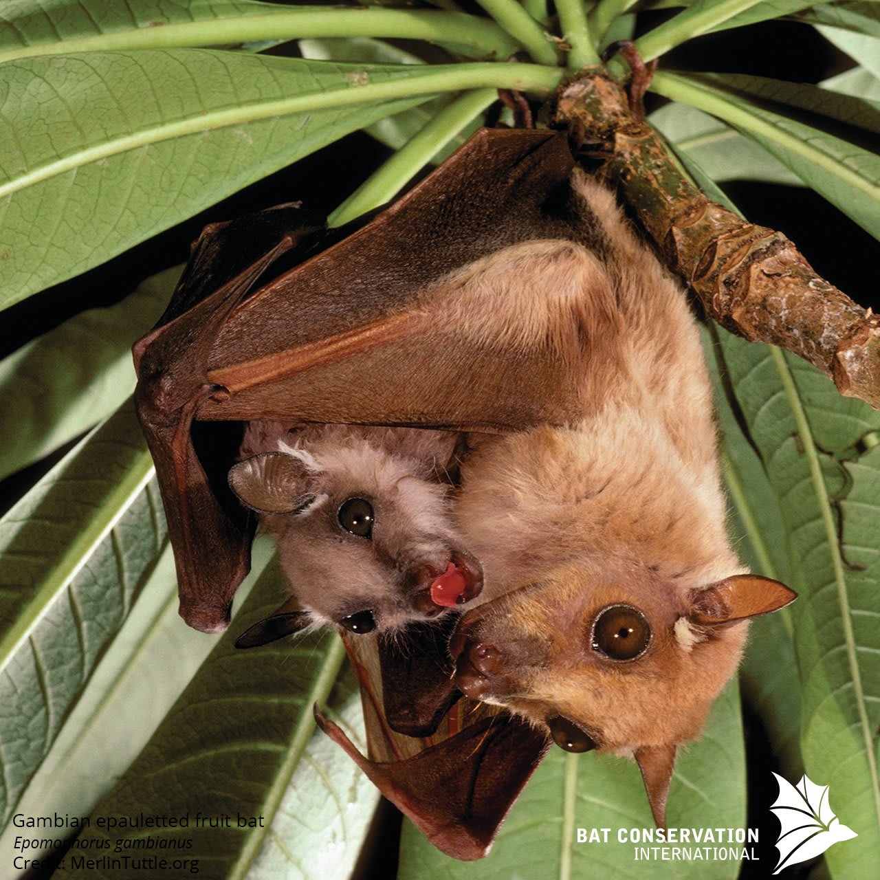 Mother bats speak "baby talk" to their pups. A recent study showed that pup-directed vocalizations of adult females presented a different 'color' and pitch than the calls directed towards other adult bats. Male bats communicated with the pups to transmit the "vocal signature" of their social group.