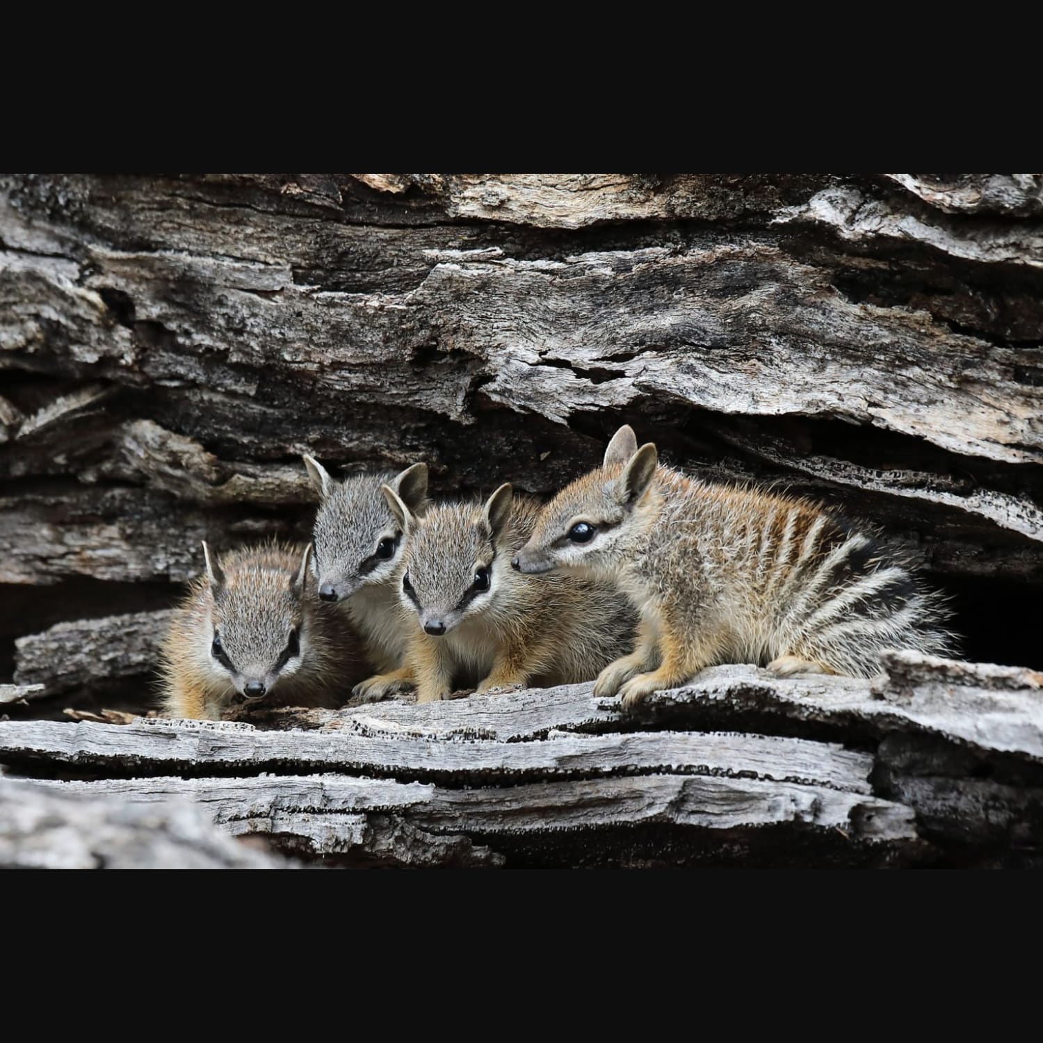The Numbat aka the banded anteater, is a small pouchless insect-eating marsupial native to Australia. It grows to about 29.5-50 cm including its bushy tail. Numbat has a long sticky tongue that allows it to pick up termites, which is its primary diet. An adult numbat needs up to 20K termites daily.