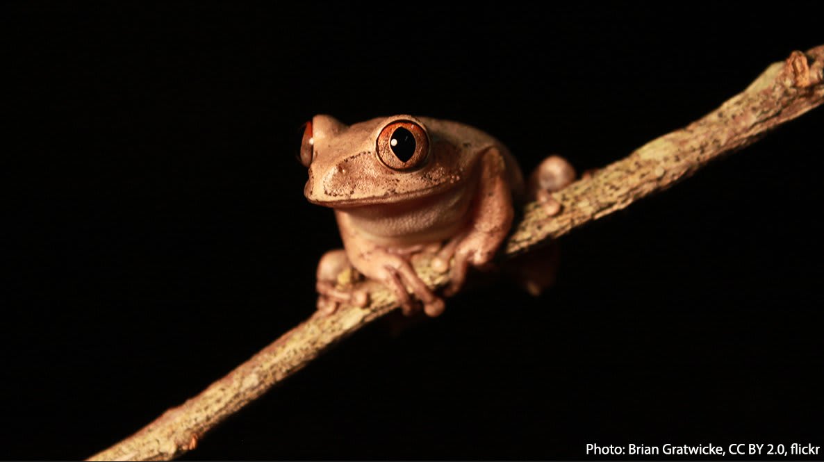 Meet the Gabon forest tree frog! This amphibian is a member of the genus Leptopelis, sometimes referred to as the “big-eyed frogs”—can you see why? It’s small in size, growing to about 1.7 inc (4m.4 c) long. The frog lives in parts of Africa such as Gabon, Nigeria, and Cameroon.