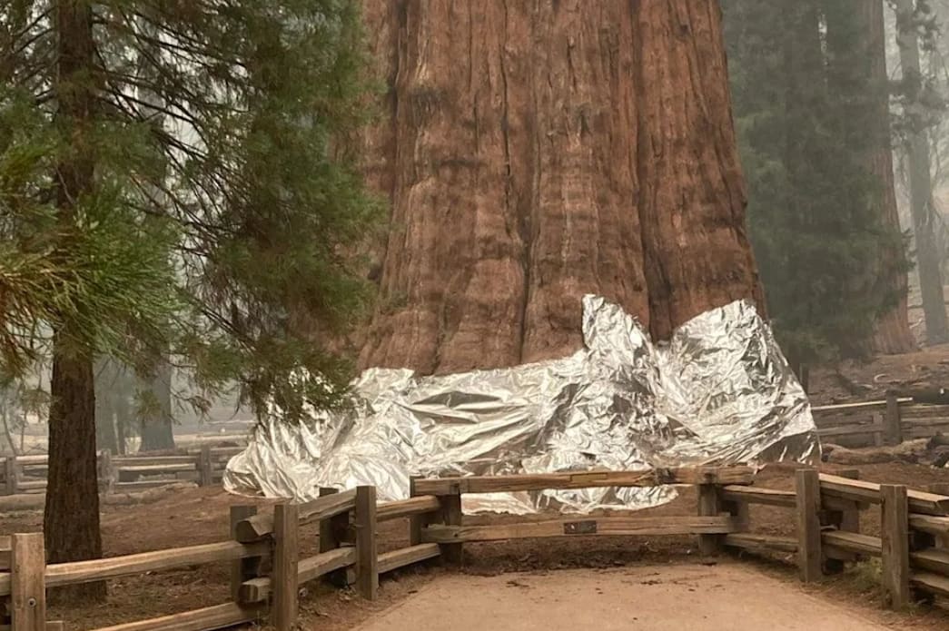 The worlds largest tree, General Sherman, has been wrapped in foil to protect it against incoming wildfires