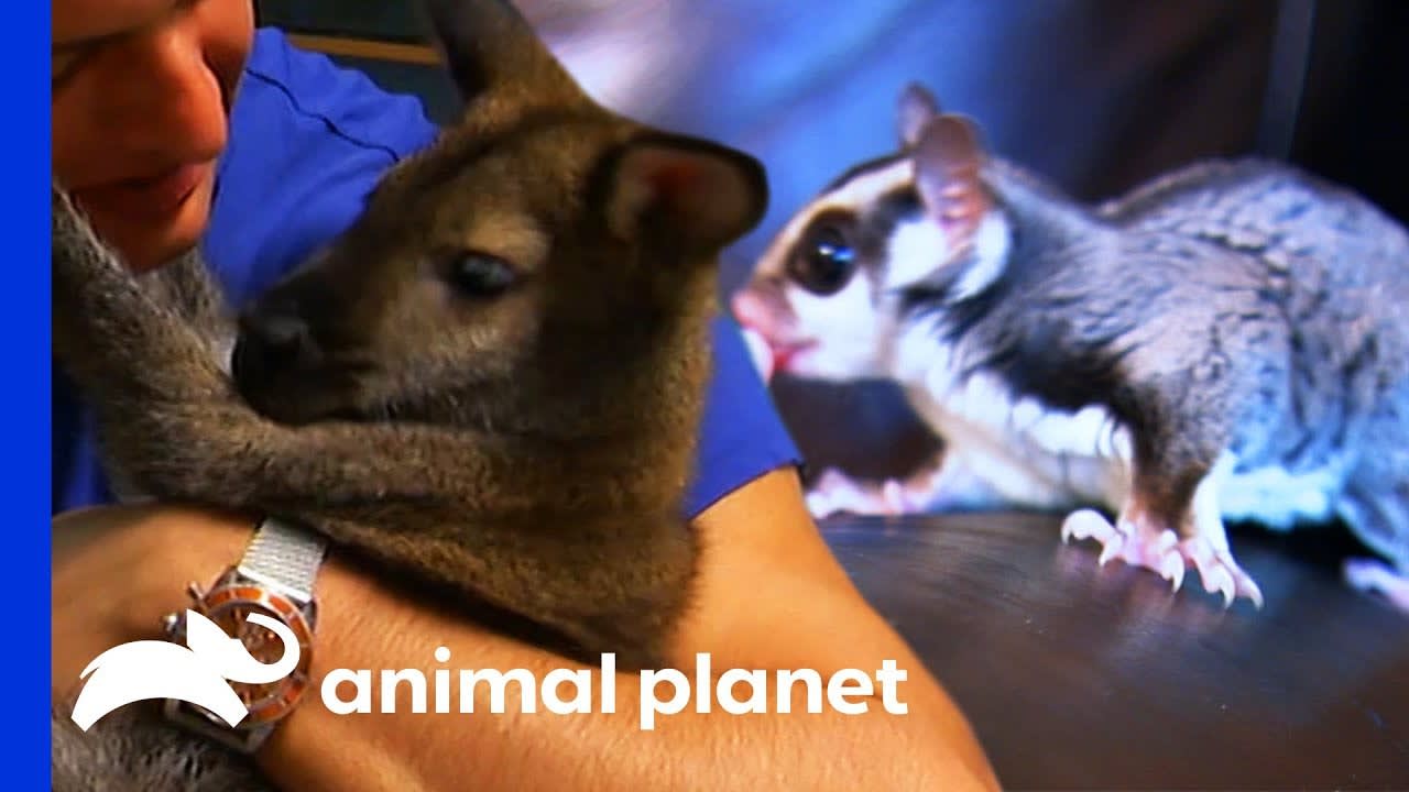 Sugar Glider vs Wallaby: Which Pet Would You Rather Have? | Pets 101