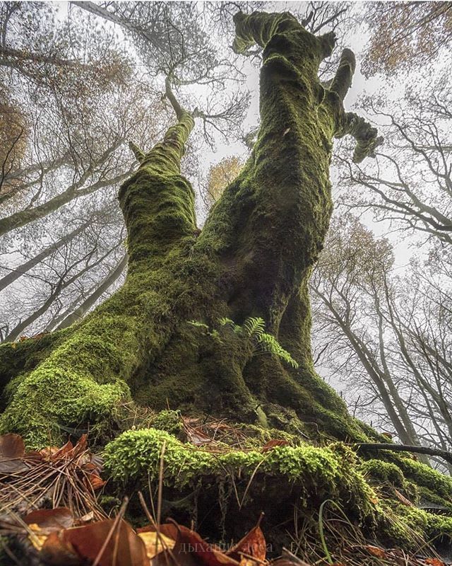 PsBattle: Tree trunk, perfectly covered by green moss