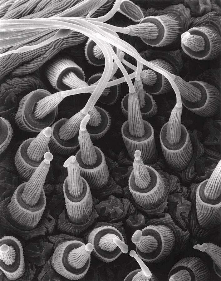 Electron microscope image of a spider's silk spigot.