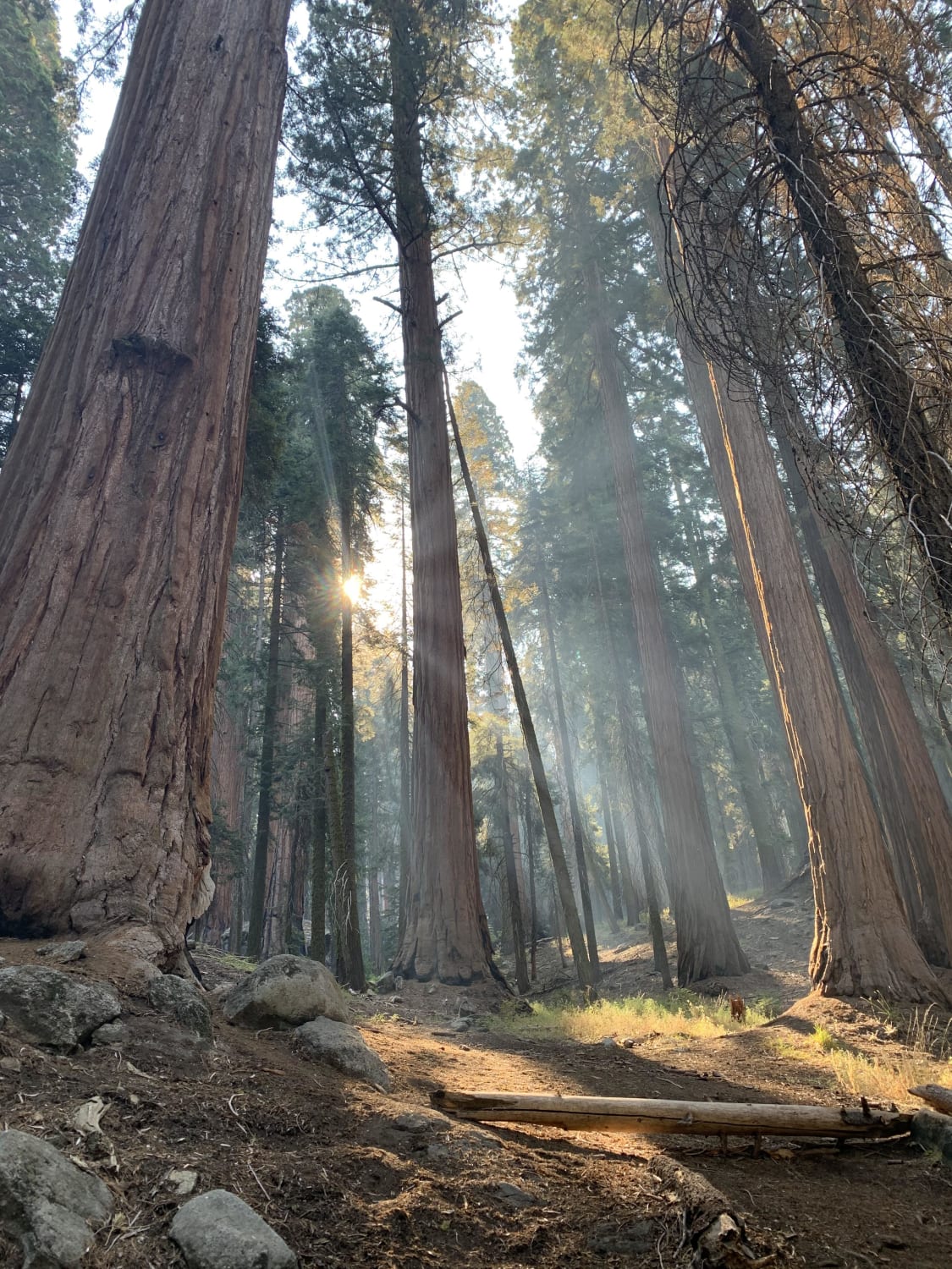 So glad I got to walk amongst the giants! Congress Trail, Sequoia National Park, California, USA.