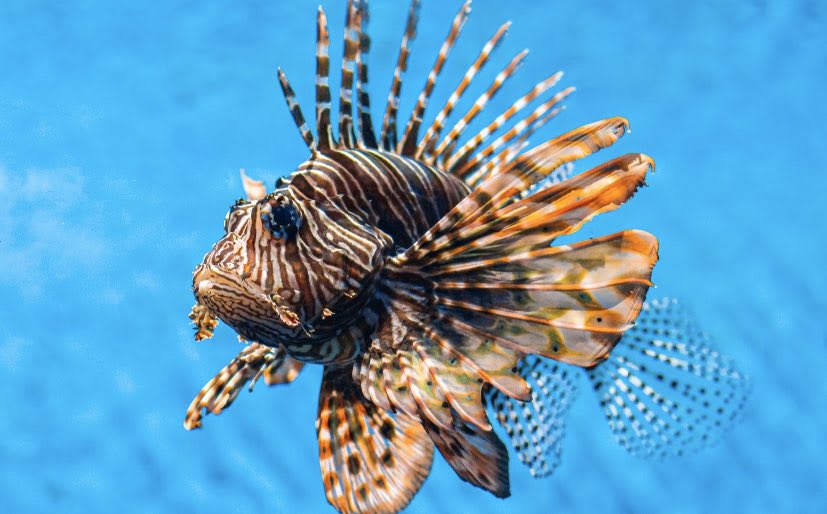 Lionfish may be stunning, but they’re a huge nuisance to Atlantic, Caribbean and Gulf of Mexico ecosystems. They’ve even been nicknamed the “Hoover vacuums of the sea,” as their eating habits are causing BIG trouble in invaded ranges. Learn more ➡️