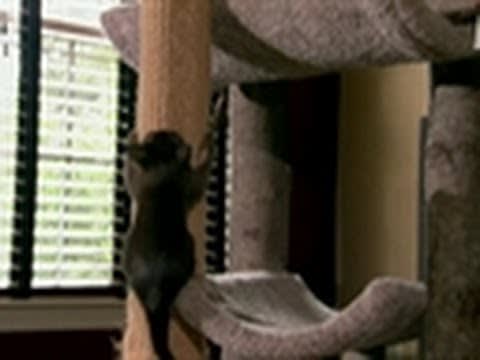 Burmese Kittens Practice Climbing | Too Cute