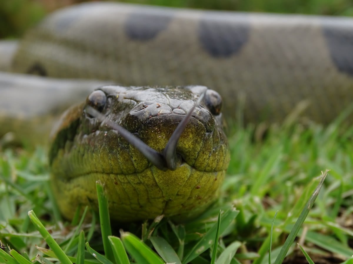 Photo from World’s Deadliest Snakes airing tonight at 9/8c // A member of the boa family, South America’s green anaconda is, pound for pound, the largest snake in the world.
