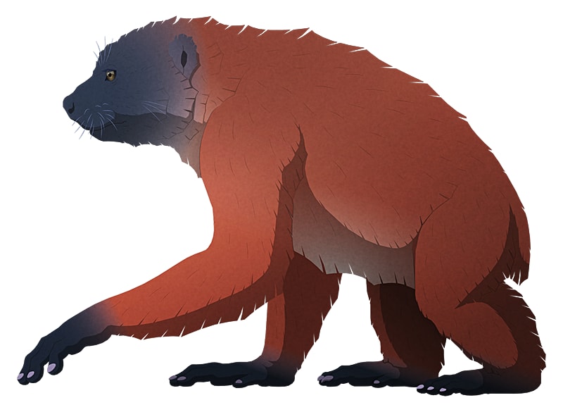 The Giant Sloth Lemur (Archaeoindris fontoynontii) was an Exceptionally Large Primate that Went Extinct around 350BCE. Art by Nix Illustration.