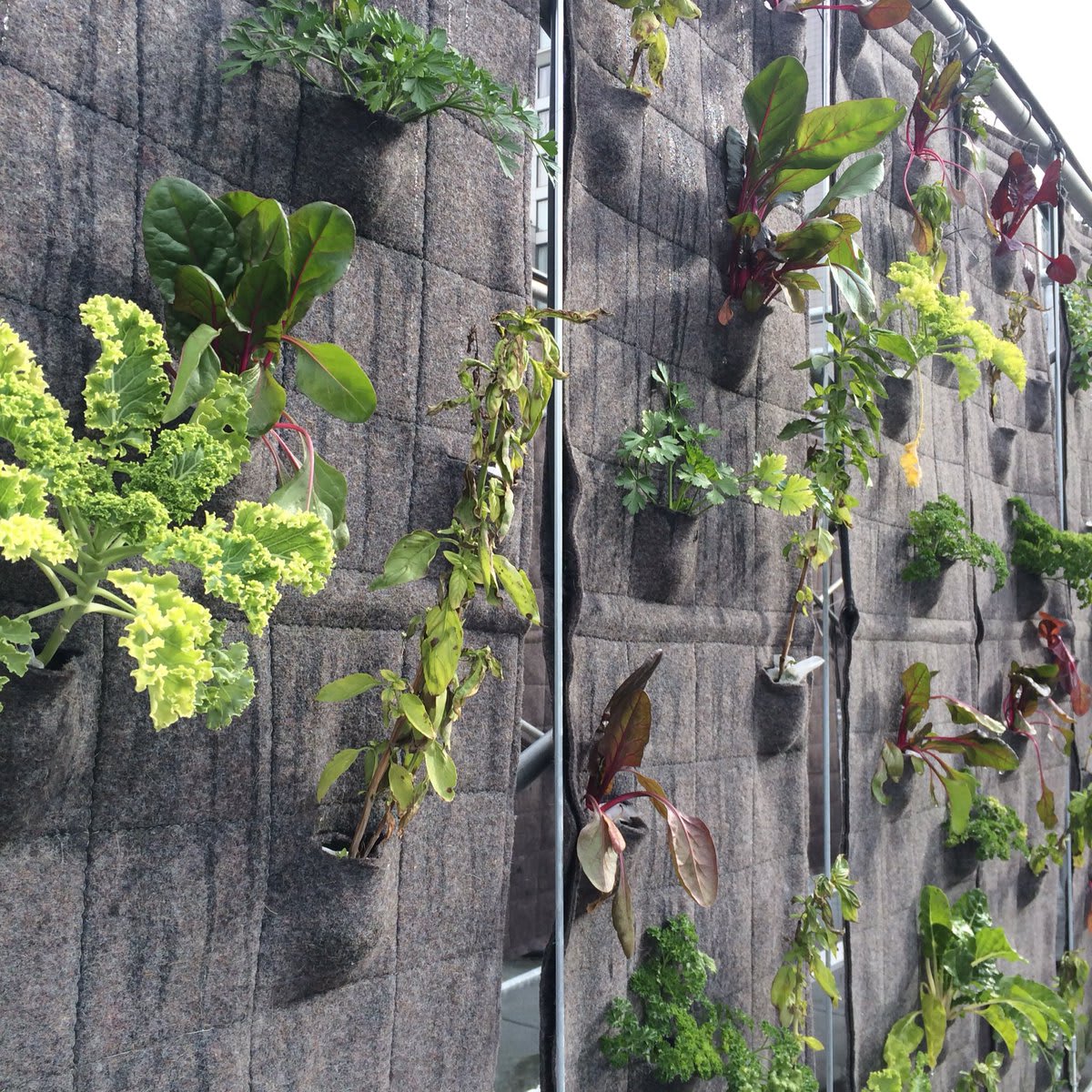 Thank you @agricultureMTL @howlaura @ligne_verte for showing us your rooftop garden today!