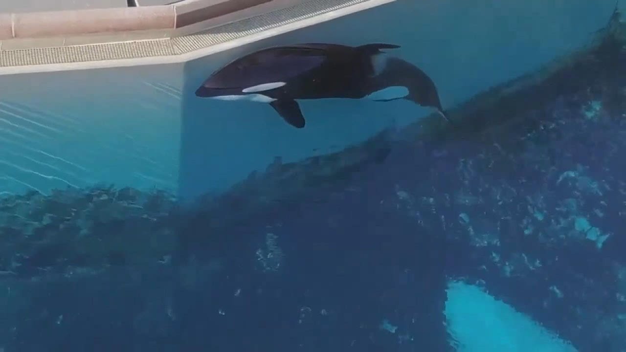 Is This the ‘Loneliest Orca in the World’?