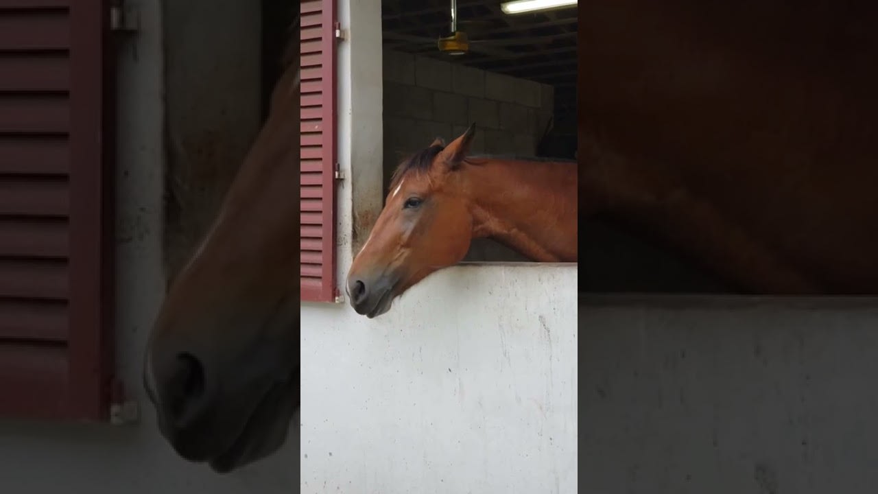 Horse Sticks Out Their Tongue and Jiggles it - 1209990