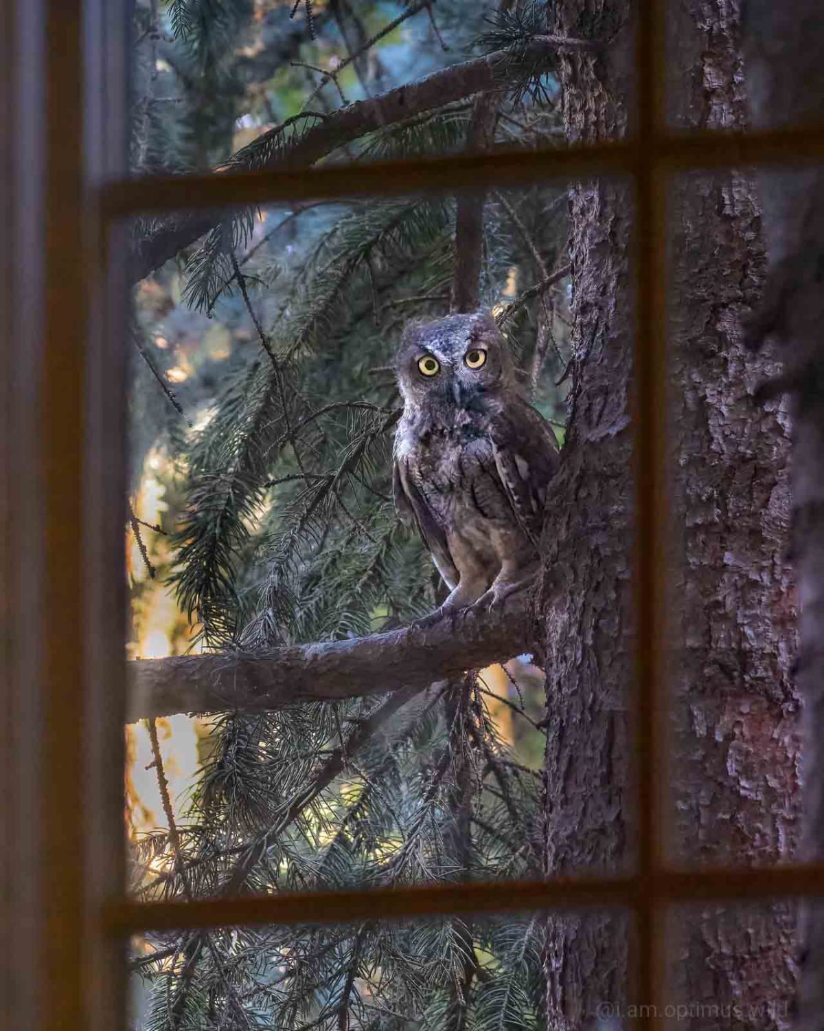 Feeling being watched recently, now I know hoo.