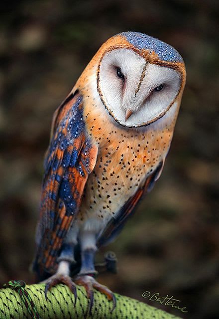 Owl images, pictures, videos & interesting facts
