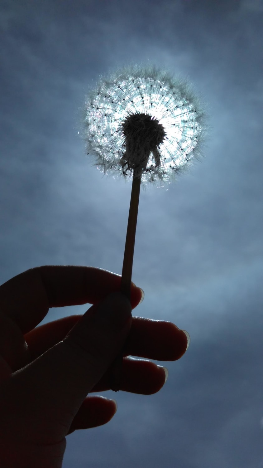 Also wanted to share my photo of a dandelion :)