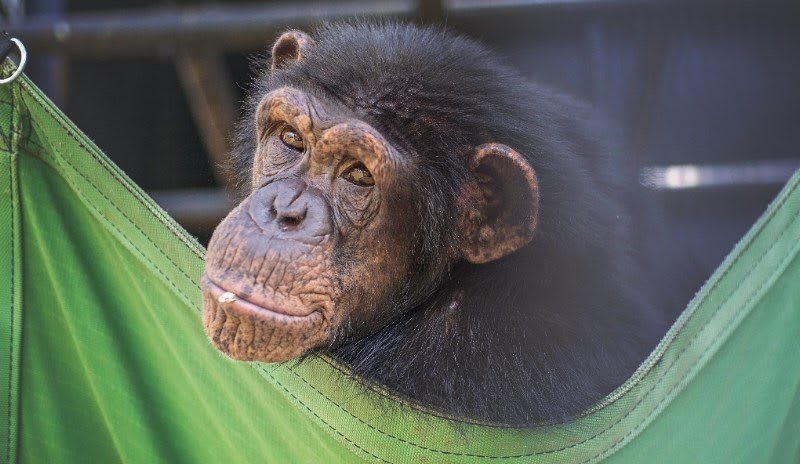 Happy Anniversary to @ProjectChimps! What a beautiful sanctuary for these special chimpanzees! To donate:
