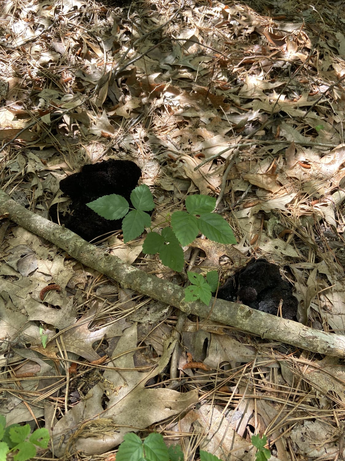 Found these little guys on my nature walk (central NJ) the other day. Any idea what the species is?
