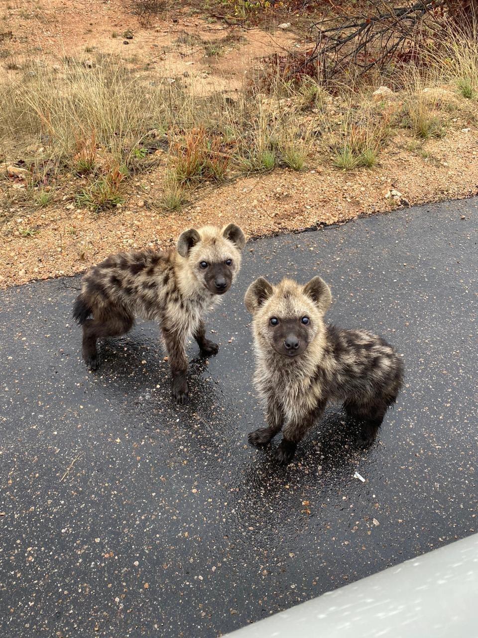 In case you needed it today, here are some hyena cubs