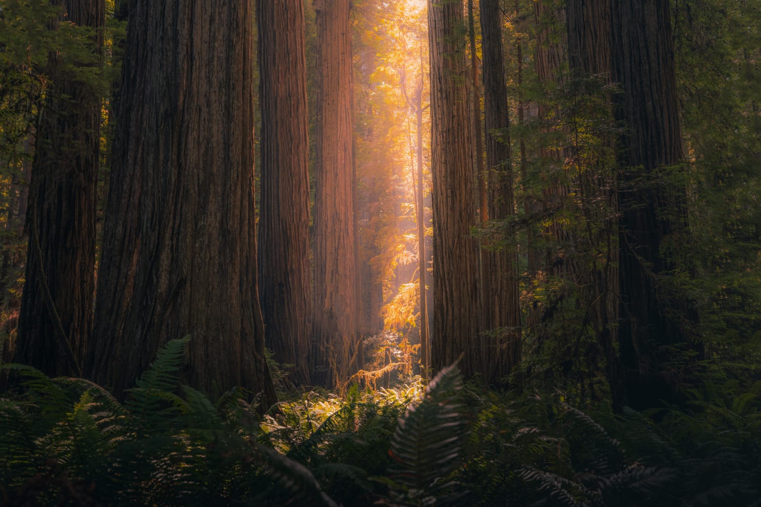 Surreal light at the Jedediah Smith Redwoods.