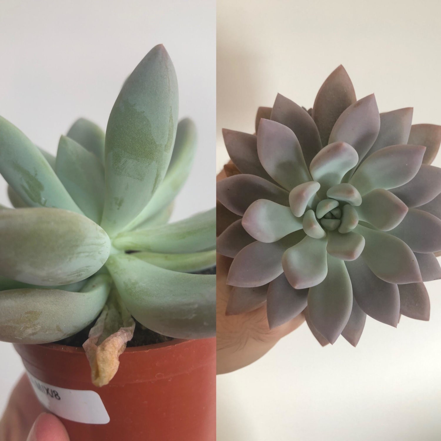 Before and after increasing light exposure on my Graptoveria Opalina