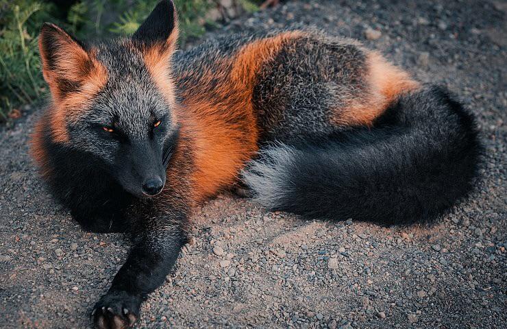 Amazing fox