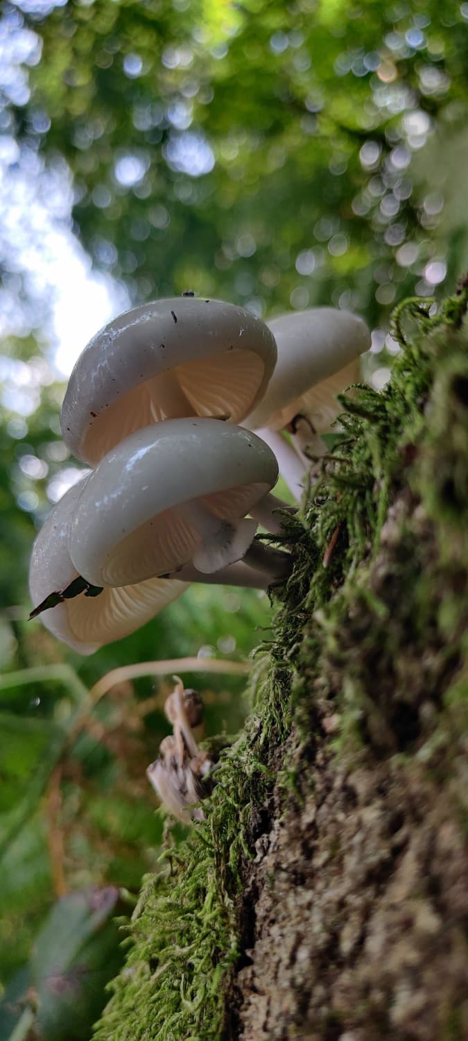 Probably the best photo of mushrooms I've taken. Porcelain mushrooms in Hampshire, UK