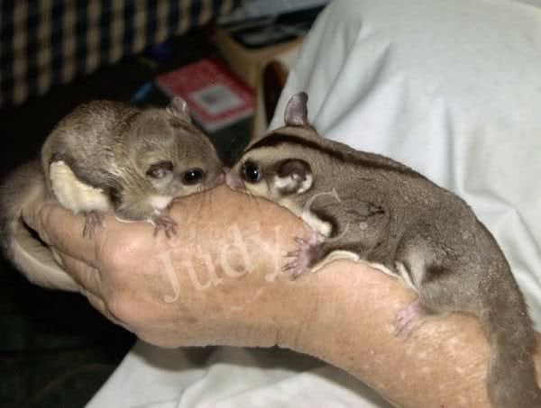 These two animals are the flying squirrel and the sugar glider. Looks can be deceiving, as even though they look like they'd be closely related, they actually diverged long before the dinosaurs went extinct, and any similarity between them is purely coincidental.