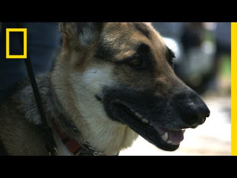 Dog Helps Veteran Cope With PTSD, Diabetes | National Geographic