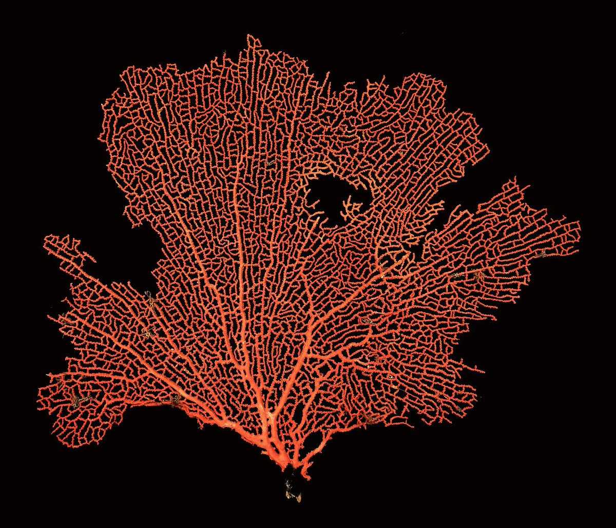 Incredible biodiversity & contributions to science: For Day 1 of HispanicHeritageMonth, we're highlighting favorite specimens & observations from the region (via our scientists), like this red sea fan — aka  — from Baja California, Mexico.