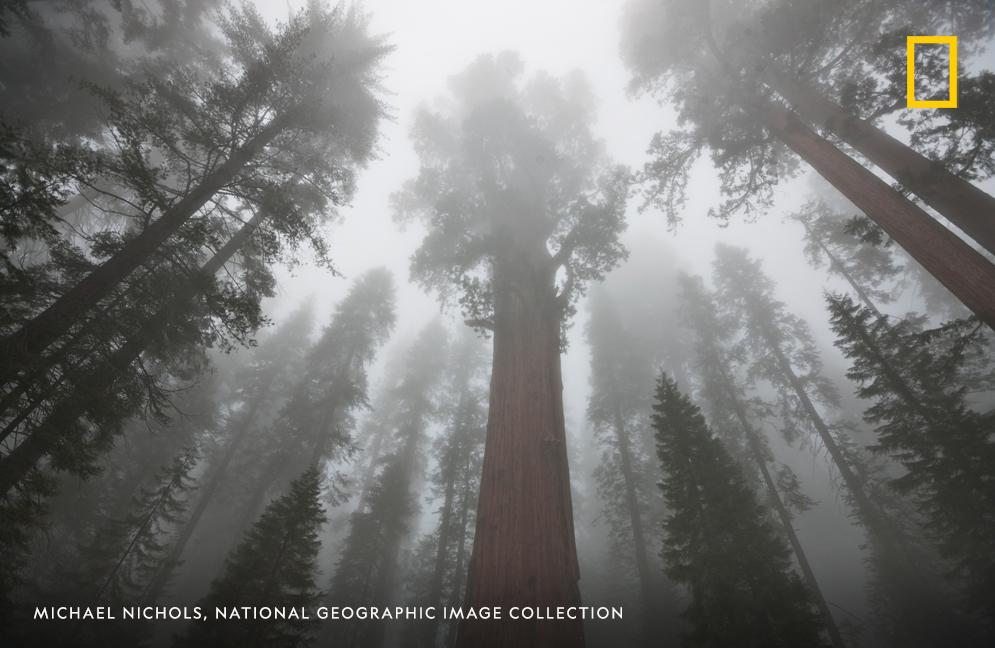 The General Sherman Tree stands proudly in this image captured by photographer Michael Nichols in California's Sequoia National Park.
