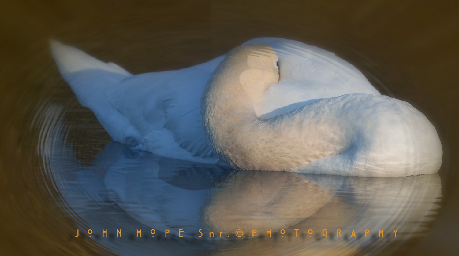 Mute Swan in a Dream