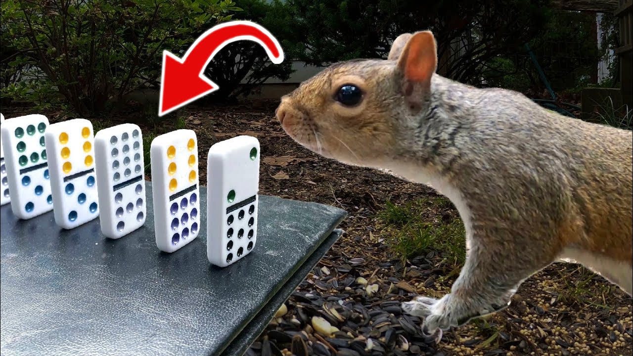 I made a machine that feeds the squirrels in my backyard! Filmed with the HERO8 and MAX