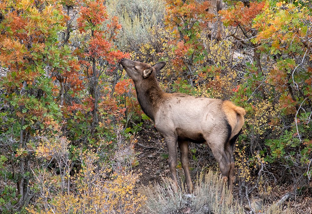 Congratulations to Debbie O'Dell for winning the recent Fall Wildlife Assignment with the image, “Young Elk."