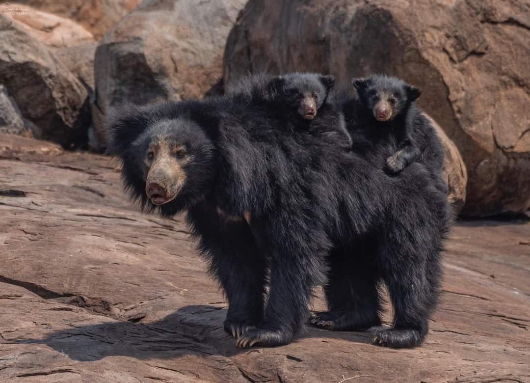A momma sloth bear carrying her cubs on her back.