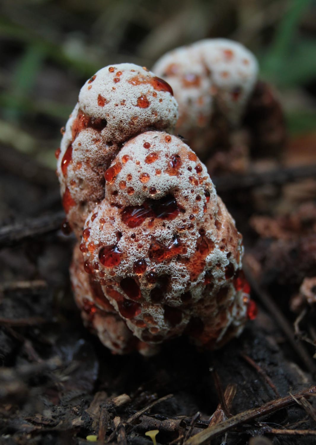 Abortiporus biennis (Polyporales) is a wood decomposing fungus common to temperate forests of the Northern hemisphere.