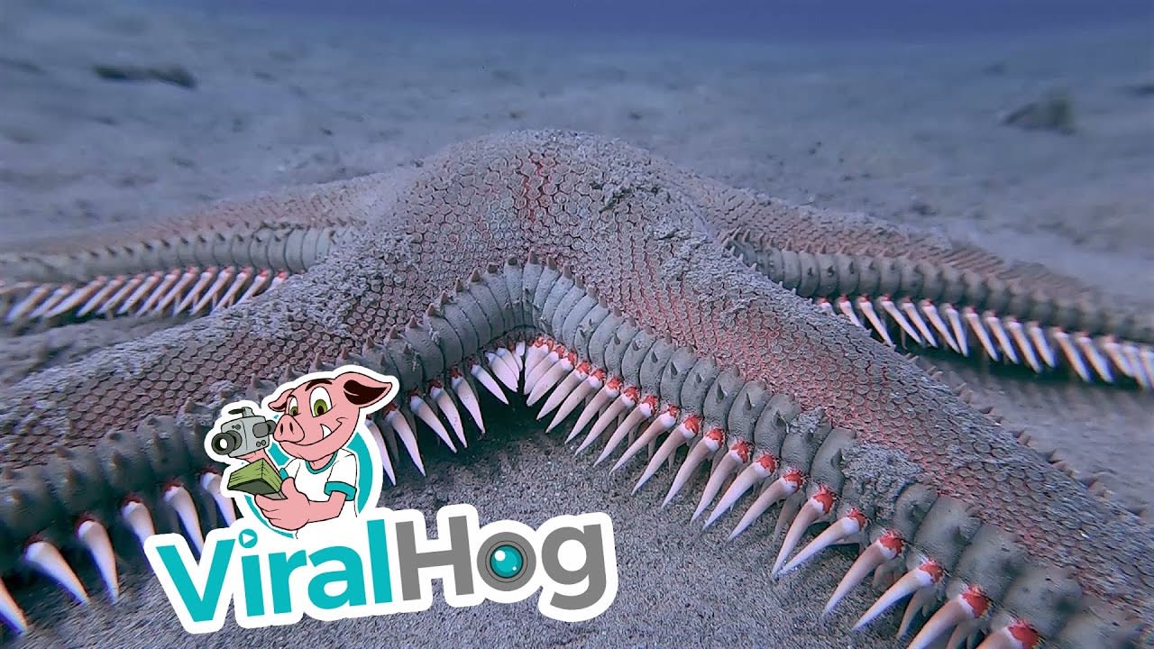 Spiked Starfish Scuttles By || ViralHog