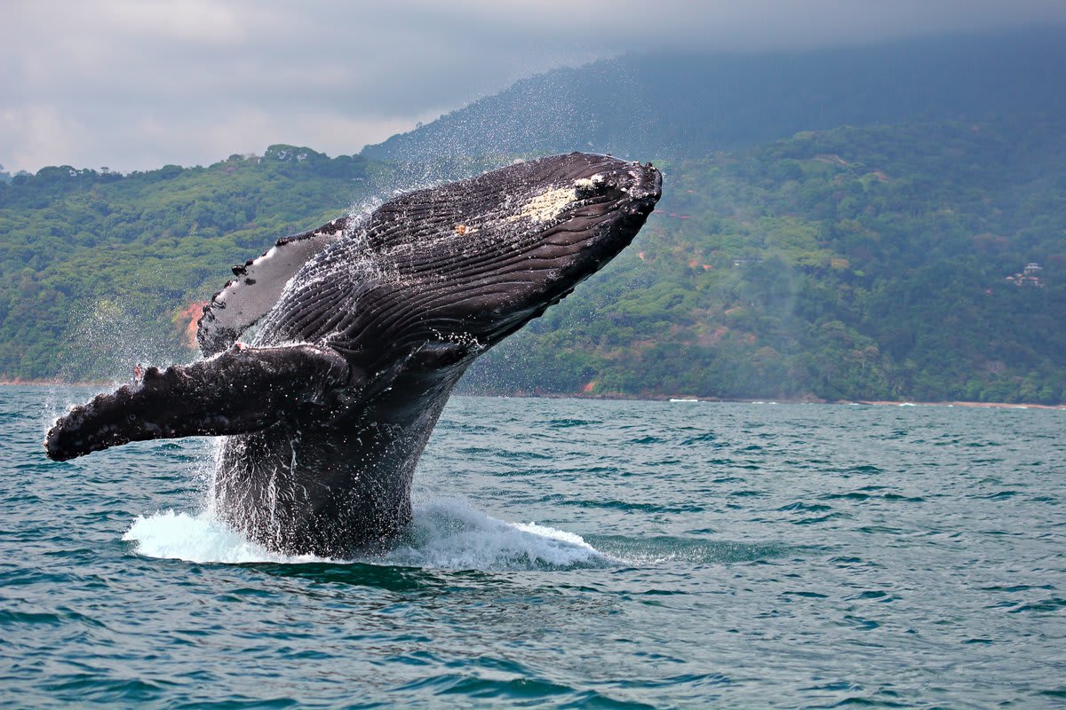 Photo from World’s Deadliest, marathon starting today at 3pm ET. // Marino Ballena National Park, Costa Rica: A humpback whale breaching the surface.