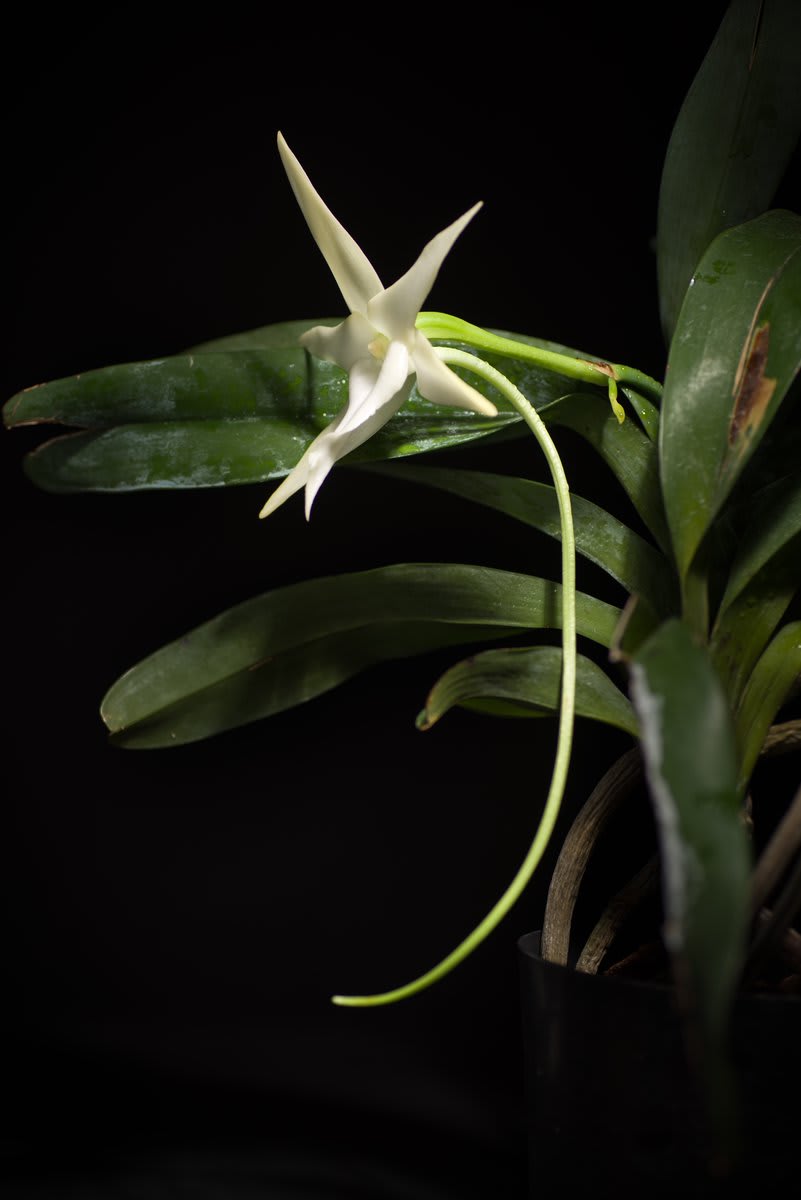When Charles Darwin saw the Angraecum sesquipedale orchid in Madagascar in 1862, he wondered what critter could reach the nectar at the very tip of the flower's foot-long green throat. He predicted that there must be an animal with an incredibly long proboscis. (1/2)