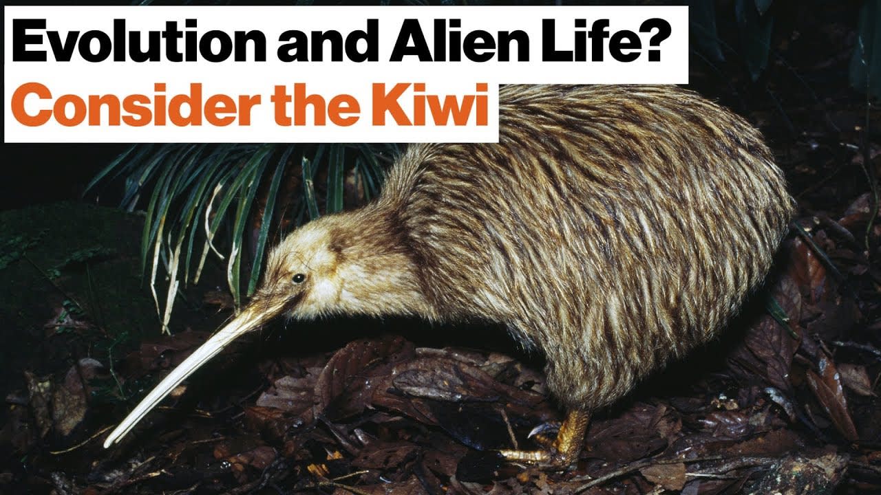 How Alien Life Might Evolve in Outer Space: Dinosaurs, Kiwis, New Zealand | Jonathan Losos