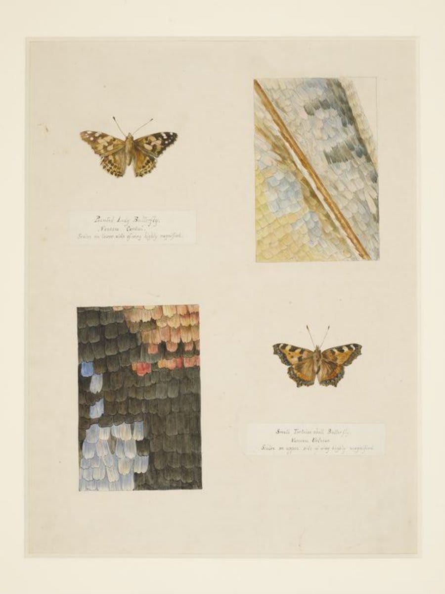 From bats to bees, at the age of eight Beatrix Potter was already studying and recording the characteristics of a wide variety of animals, birds and insects in a home-made sketchbook - learn more about her passion for nature